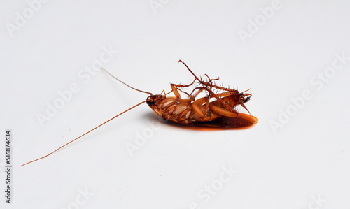 brown cockroach ( kecoa ) isolated in white background © farzand01