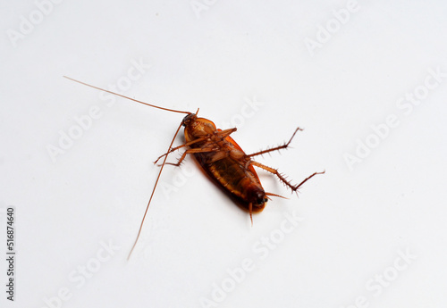 brown cockroach ( kecoa ) isolated in white background