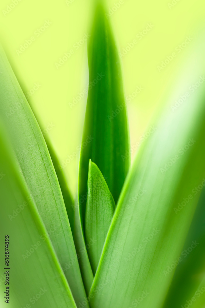 blurry leaves nature of summer green leaves natural green leaf plant used as wallpaper background blurry leaves nature of summer green leaves natural green leaf plant used as wallpaper background