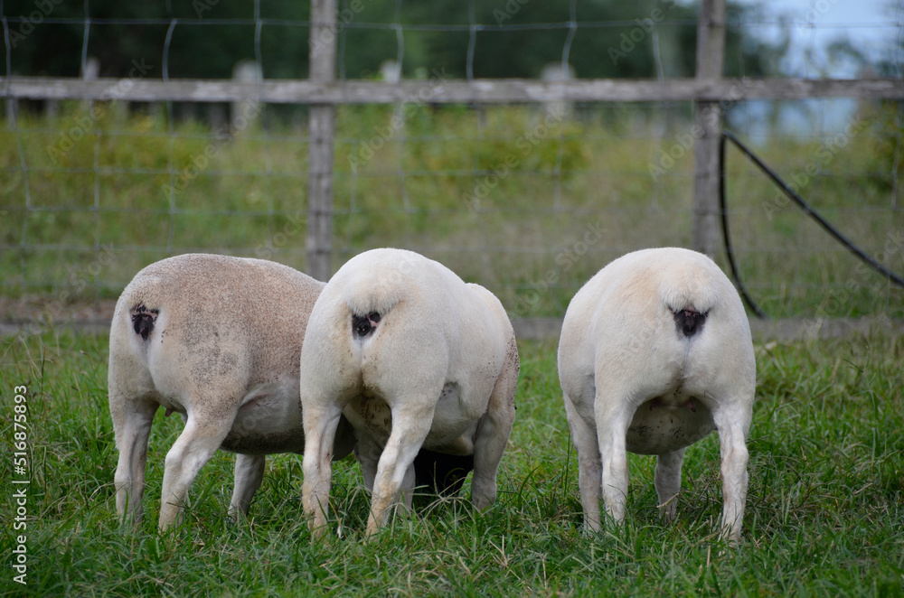 Fototapeta premium Dorper sheep breed animals on the farm showing the entire structure of the breed's shank