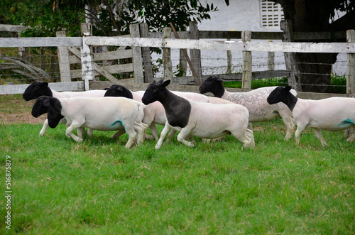 A group of large Dorper sheep running in the green pastures of the farm.