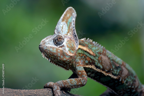 Male veiled chameleons ready to molt their skins 