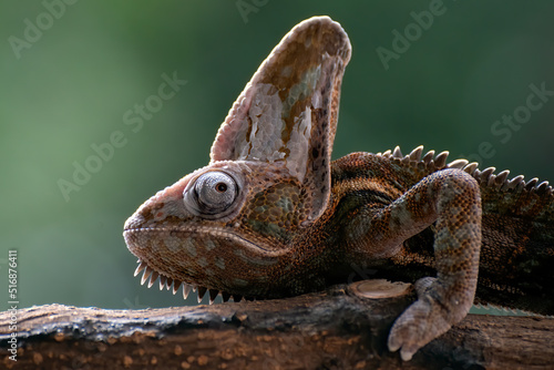 Male veiled chameleons ready to molt their skins
