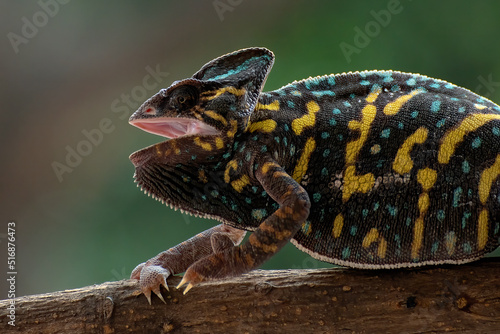 Angry female veiled chameleon on a tree branch 
