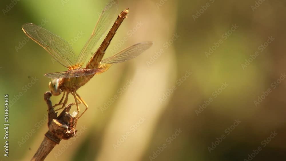 Dragonfly Nature Dragonfly Nature