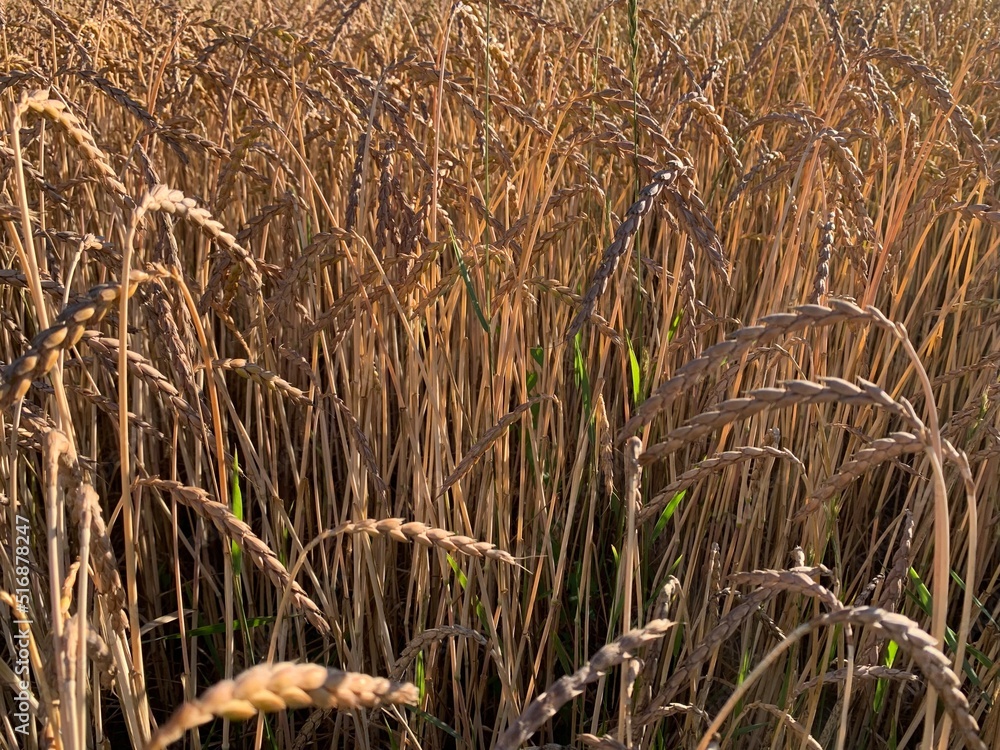 Fototapeta premium field of wheat