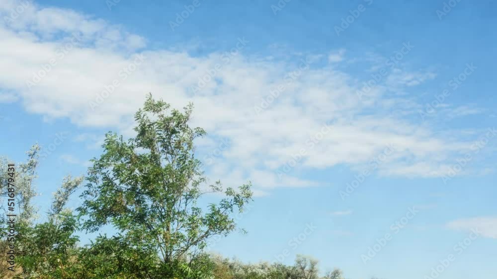 timelapse tree swaying in the wind against the sky with moving clouds timelapse tree swaying in the wind against the sky with moving clouds