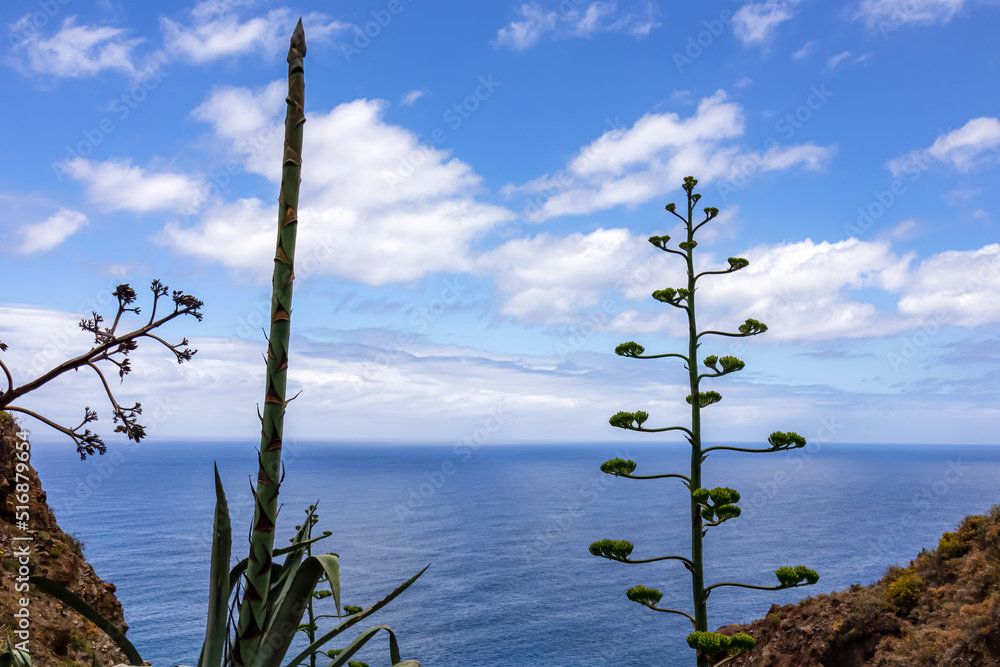Blooming agava cactus plant with scenic view of Atlantic Ocean coastline and Anaga mountain range. Tenerife, Canary Islands, Spain, Europe. Looking at the calm sea. Hiking trail from Afur to Taganana