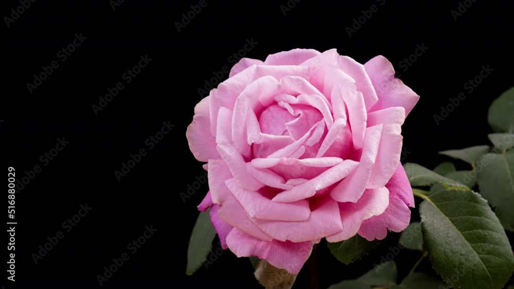 Beautiful opening pink rose . Petals of Blooming pink rose flower open, time lapse, close-up. Holiday, love, birthday design backdrop. Bud closeup. Macro. 4K UHD video timelapse Beautiful opening pink rose . Petals of Blooming pink rose flower open, time lapse, close-up. Holiday, love, birthday design backdrop. Bud closeup. Macro. 4K UHD video timelapse