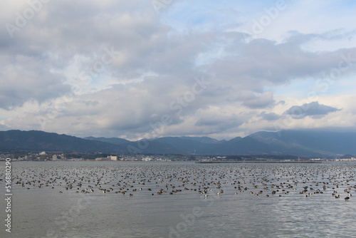 琵琶湖に飛来したカイツブリ © 紀友 多中