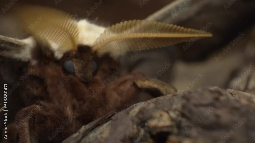 The Male Saturnia Pyri Can Easily Be Recognized By His Comb Shape Antennae The Male Saturnia Pyri Can Easily Be Recognized By His Comb Shape Antennae