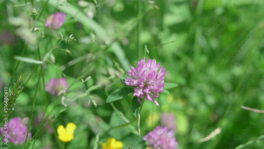 A Purple Clover Flower Stands Out In A Green Meadow A Purple Clover Flower Stands Out In A Green Meadow