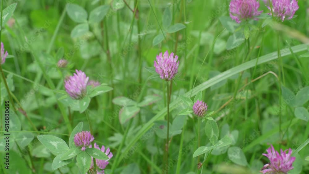 Purple Clover Flowers In Florescence In A Meadow Purple Clover Flowers In Florescence In A Meadow