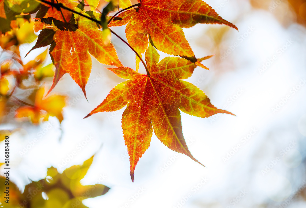 Japanese maple in autumn. Beautiful autumn maple leaves in sunlight. Autumn forest natural landscape/background. Japanese maple in autumn. Beautiful autumn maple leaves in sunlight. Autumn forest natural landscape/background.