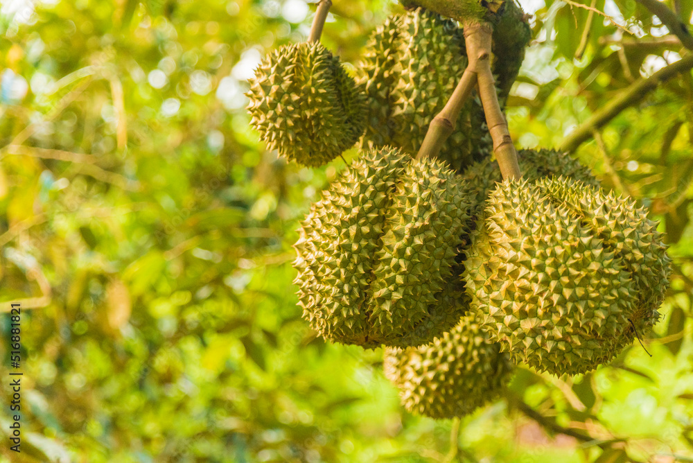 Durian tree, Fresh durian fruit on tree, Durians are the king of fruits, Tropical of asian fruit. Durian tree, Fresh durian fruit on tree, Durians are the king of fruits, Tropical of asian fruit.