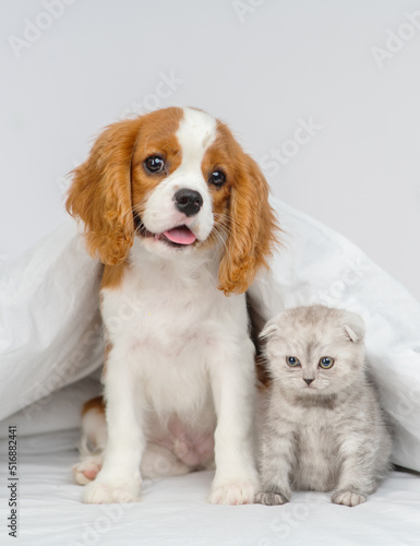 Puppy king charles spaniel sitting on the bed next to a kitten of the scottish breed