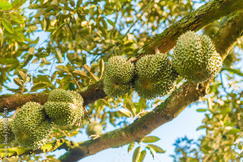 Durian tree, Fresh durian fruit on tree, Durians are the king of fruits, Tropical of asian fruit.