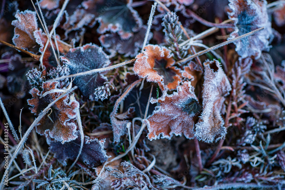 frozen plants in the garden
