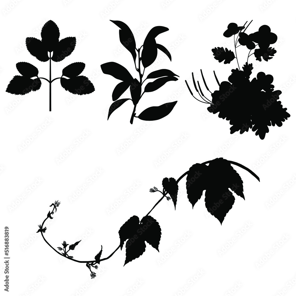 Set of silhouette of beautiful plants, leaves, plant design. Vector illustration. Four silhouettes of plants for design vector