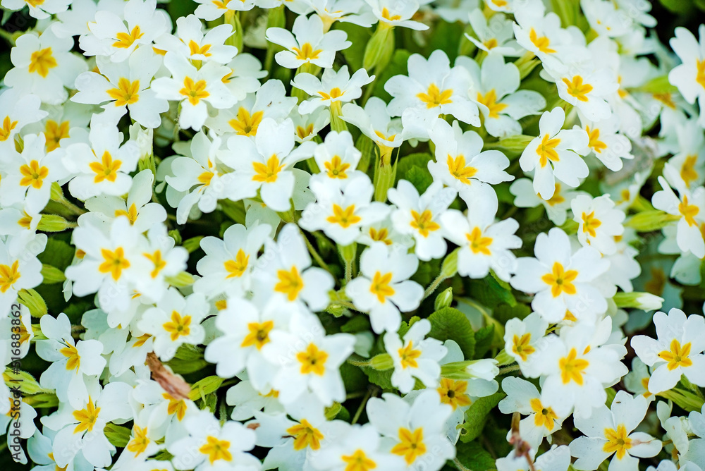 white primroses in a garden during spring