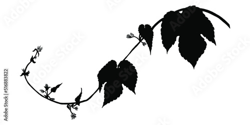 Silhouette of a hop branch. Silhouette of a plant  for design vector.