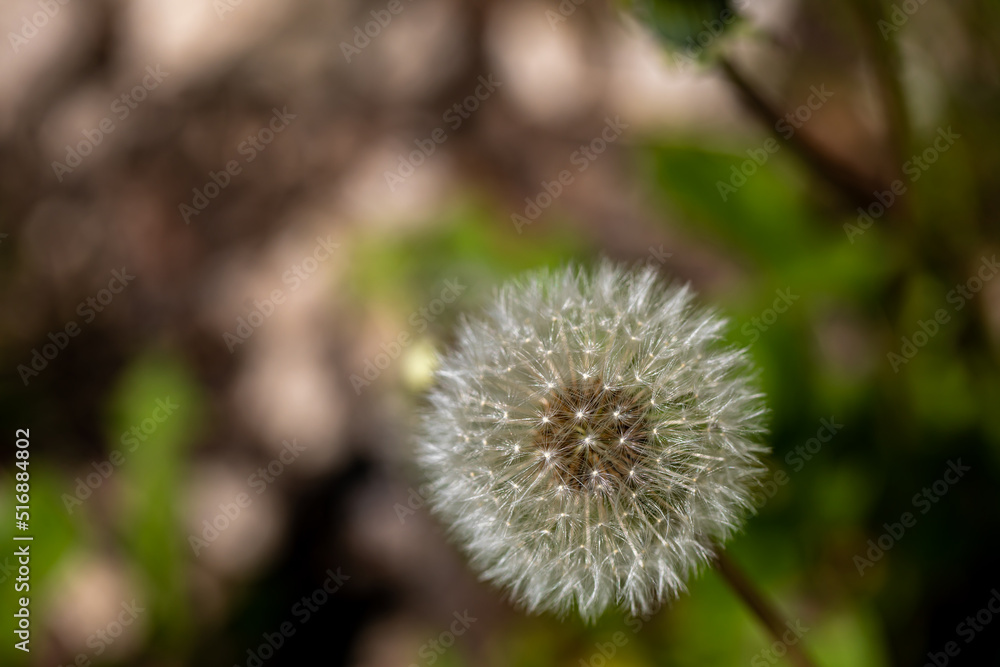 Taraxacum officinale growing in meadow, close up Taraxacum officinale growing in meadow, close up