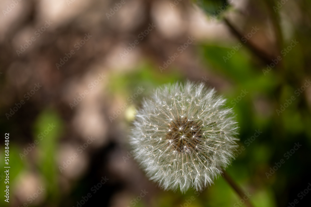 Taraxacum officinale growing in meadow, close up