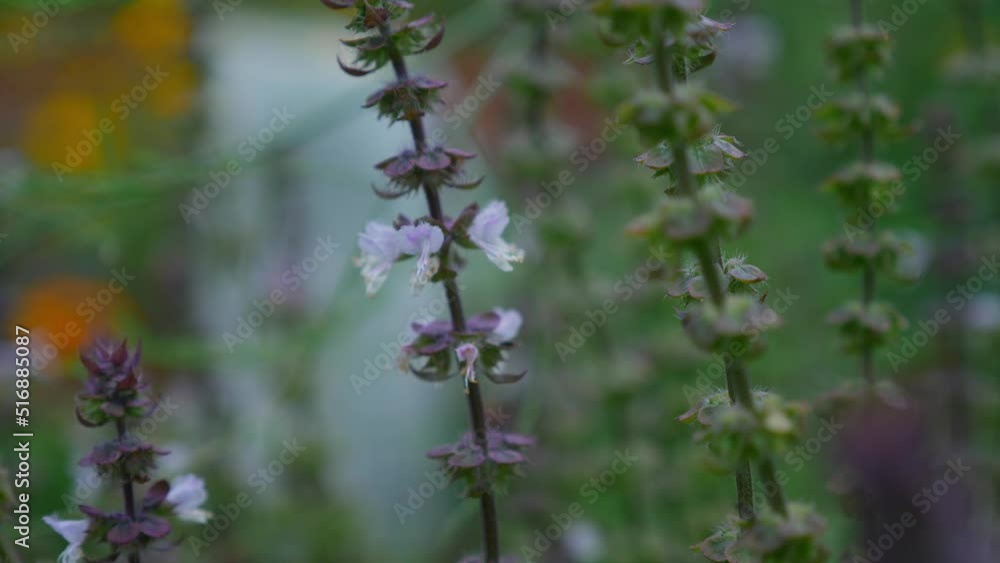 Australian Bee Pollinating Purple Basil Flower - close up Australian Bee Pollinating Purple Basil Flower - close up