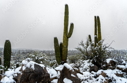 Snowy Saguaro Sentinal photo