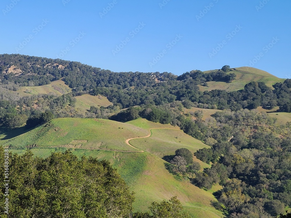 Greenery in the Diablo range after the rains of winter, Mt Diablo, California