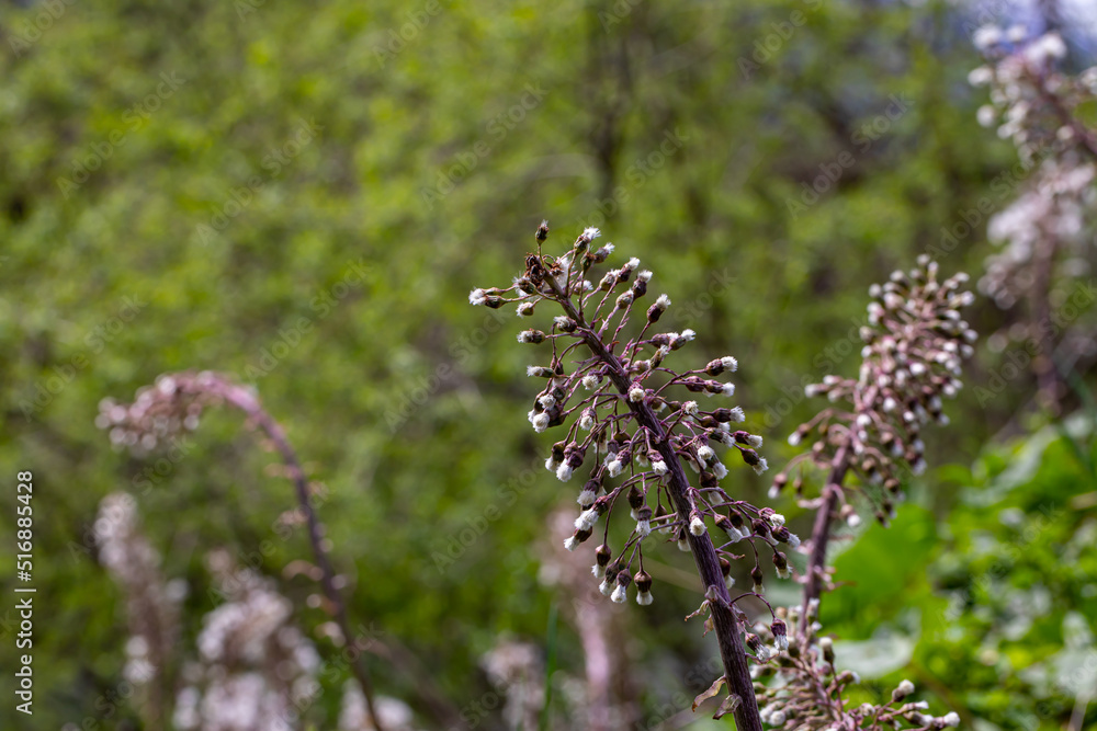 Petasites paradoxus flower growing in meadow Petasites paradoxus flower growing in meadow