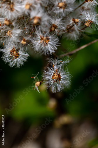 Petasites paradoxus flower in meadow