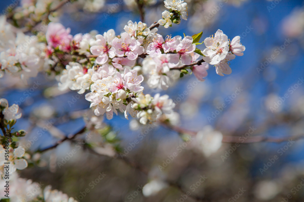 Pink and white spring blossoms against blue sky Pink and white spring blossoms against blue sky
