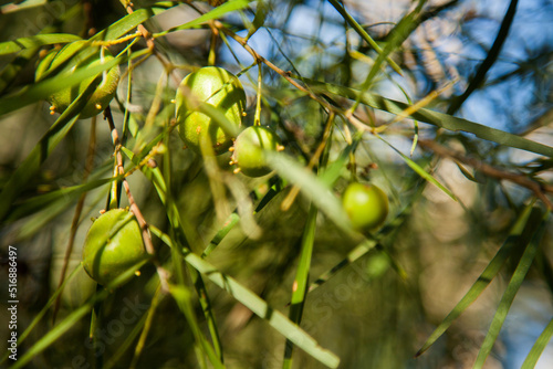 Parasitic green sap sucking blobs on a wattle bush photo