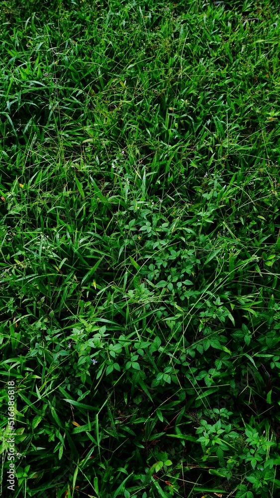 Fresh green wild grass in the morning Fresh green wild grass in the morning