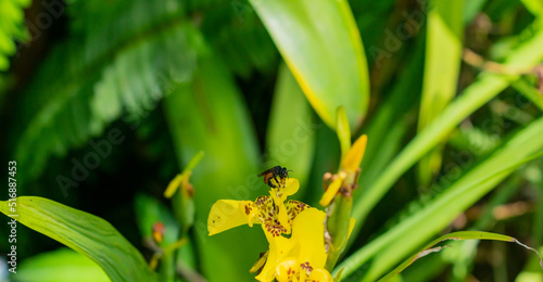 Bee on yellow orchid garden