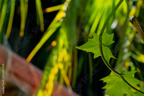 Leaf in tropical forest