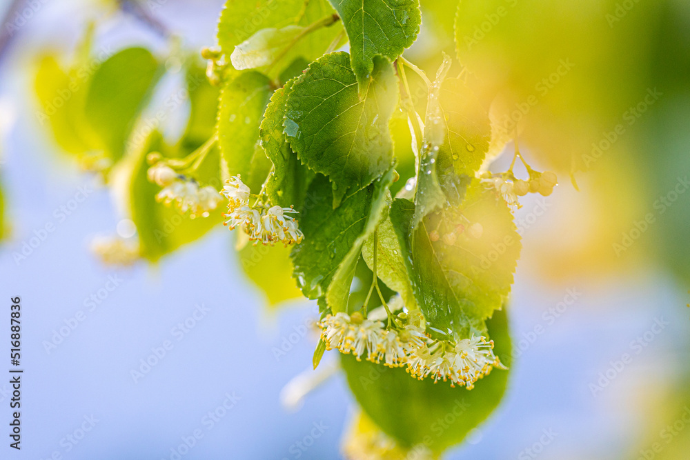 Obraz premium Linden yellow blossom of Tilia cordata tree (small-leaved lime, little leaf linden flowers or small-leaved linden bloom ), banner close up. Botany blooming trees with white flowers.