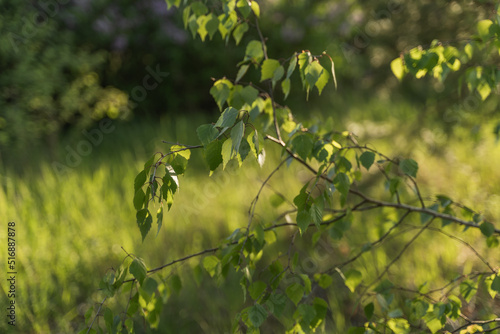 Fototapeta Naklejka Na Ścianę i Meble -  Birch tree branches with young green leaves in a forest. Nature spring background.