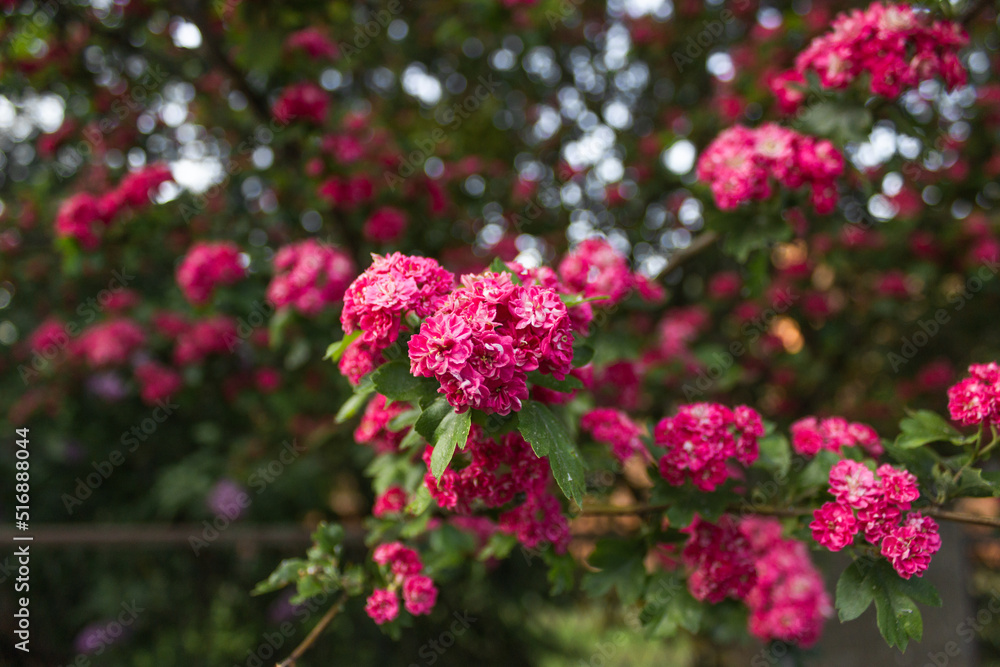 Hawthorn medicinal plant. Pink flowers on a flowering branches of hawthorn tree. Hawthorn medicinal plant. Pink flowers on a flowering branches of hawthorn tree.