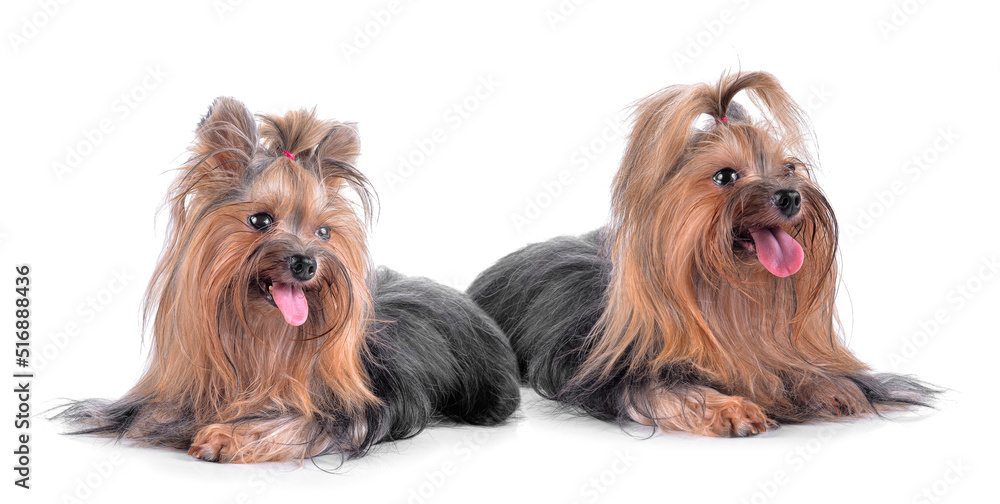 Dog yorkshire terrier isolated on white Dog yorkshire terrier isolated on white
