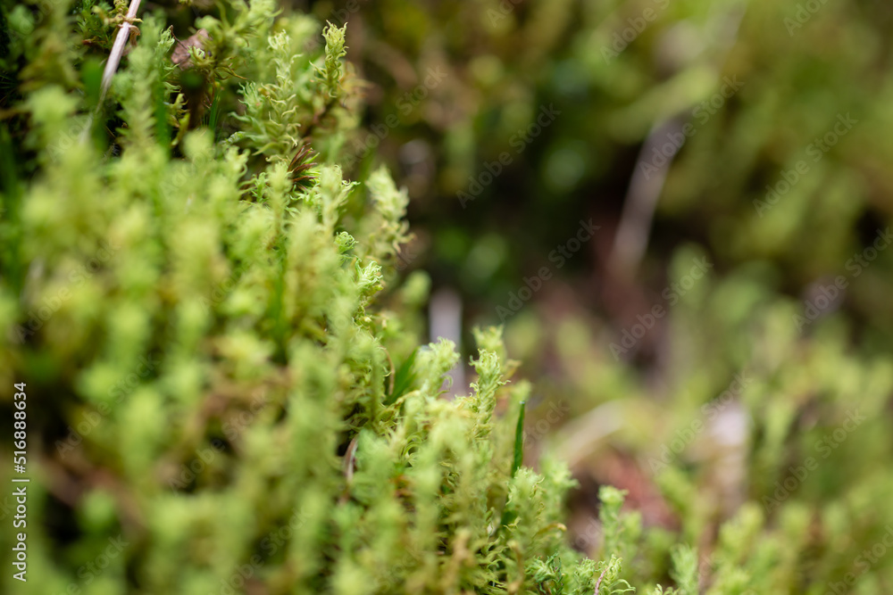 green moss on the ground