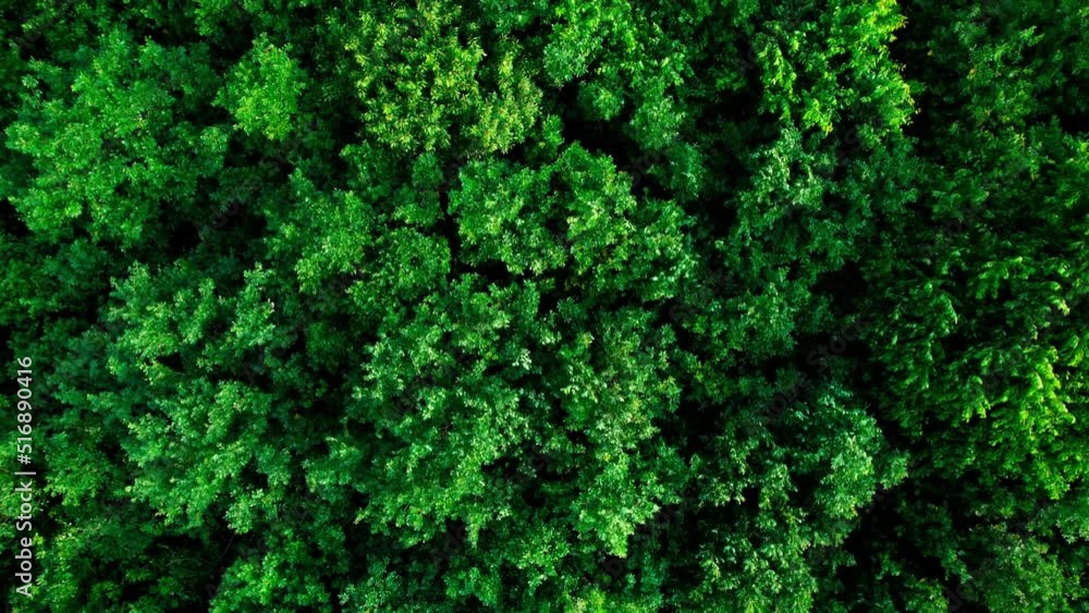 Lush vibrant broadleaf forest, aerial top down view Lush vibrant broadleaf forest, aerial top down view