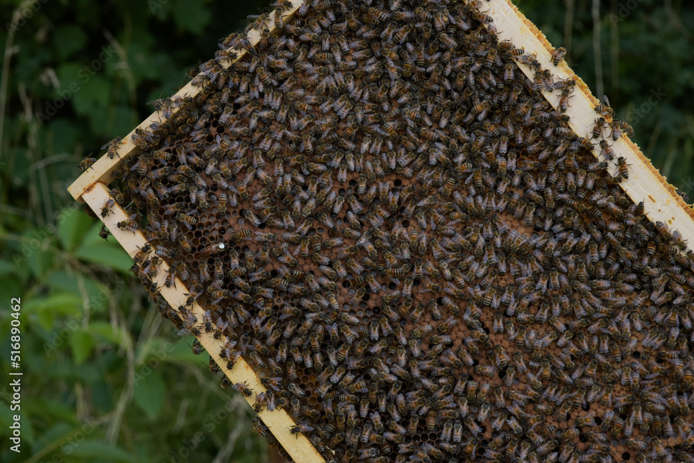 view of the frame of a beehive view of the frame of a beehive