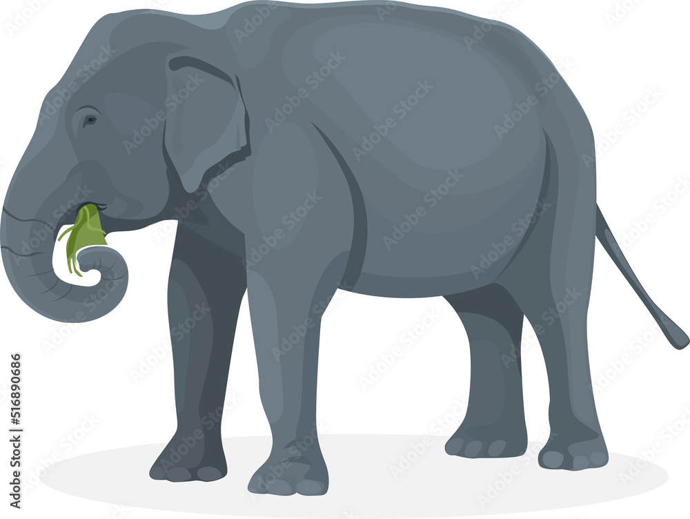 Elephant walking illustration, animals, Elephant eat grass at the zoo