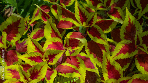 Coleus red and green leaves foliage