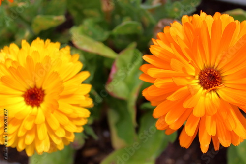 Orange and yellow flower