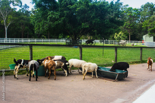 Herd of goats eating on the farm