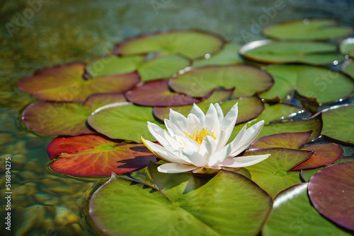 Photography Pink lotus blossoms or water lily flowers blooming on pond