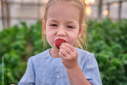 happy toddler eats fresh picked strawberries in the backyard greenhouse